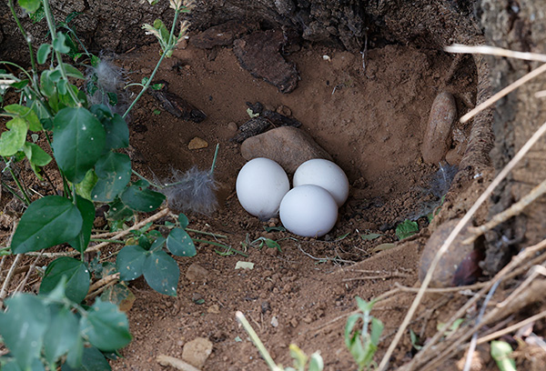Spotted Eagle-Owl nest
